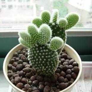 耐阴耐寒好养的花卉有哪些