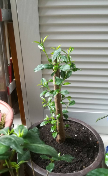 樱桃树怎么种植方法