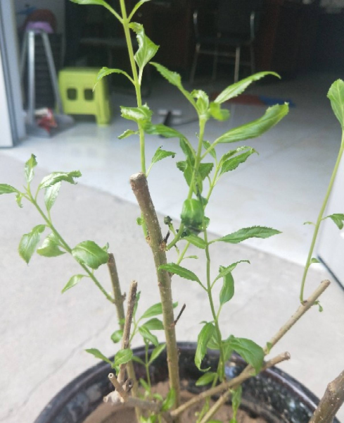 樱桃树怎么种植方法