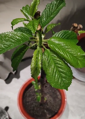 樱桃树怎么种植方法