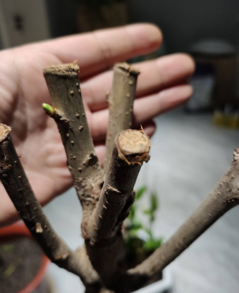 樱桃树怎么种植方法