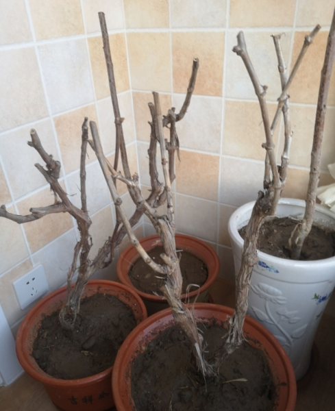 樱桃树怎么种植方法