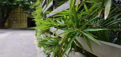 十大名竹有哪些 中国十大名贵竹子排名