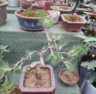盆景树有哪些品种 盘点五大好养的盆景树种