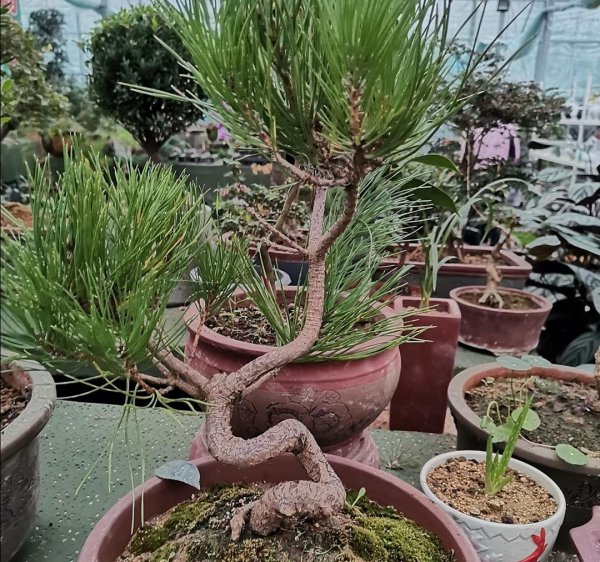 盆景树有哪些品种