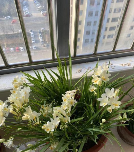 香雪兰用什么土种植