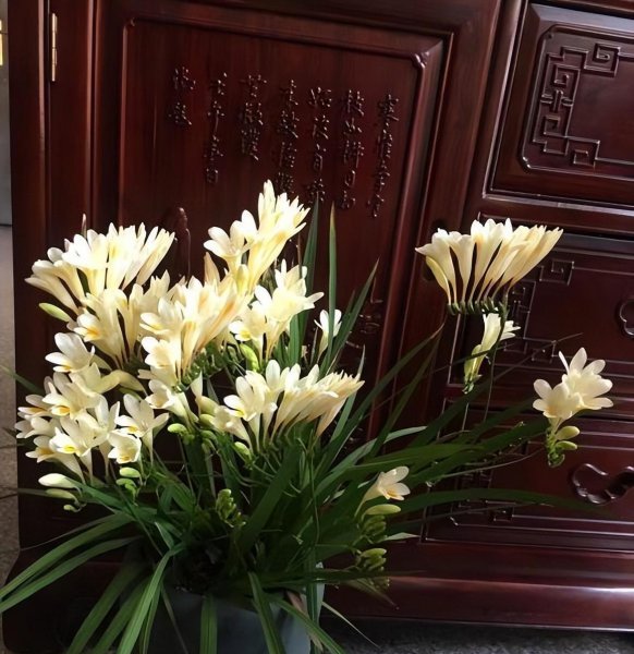 香雪兰用什么土种植