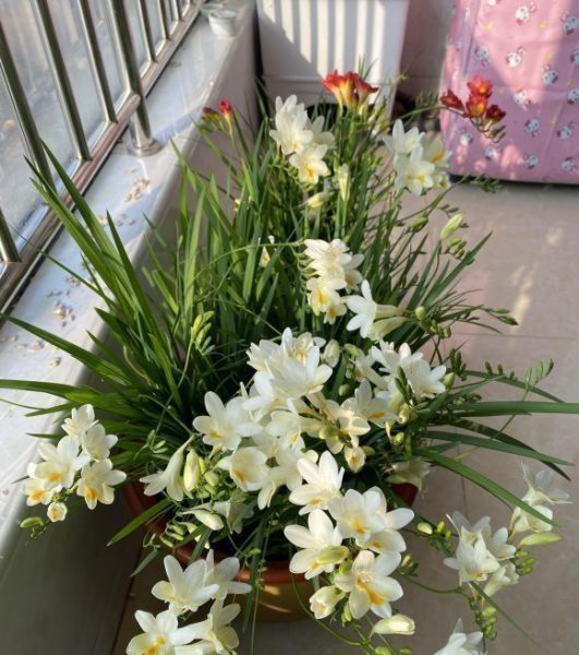香雪兰用什么土种植