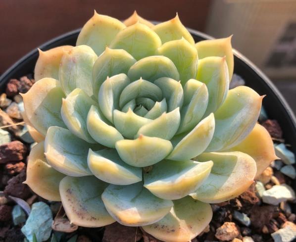 景天植物怎么养