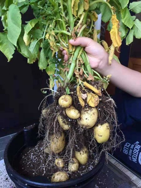 阳台种什么菜最好