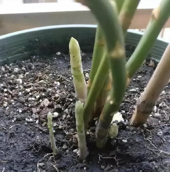 阳台种什么菜最好