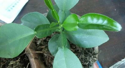 柚子苗盆栽怎么种植 柚子苗种植时间和方法