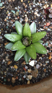 百合花如何栽培 盆栽百合花的种植和管理