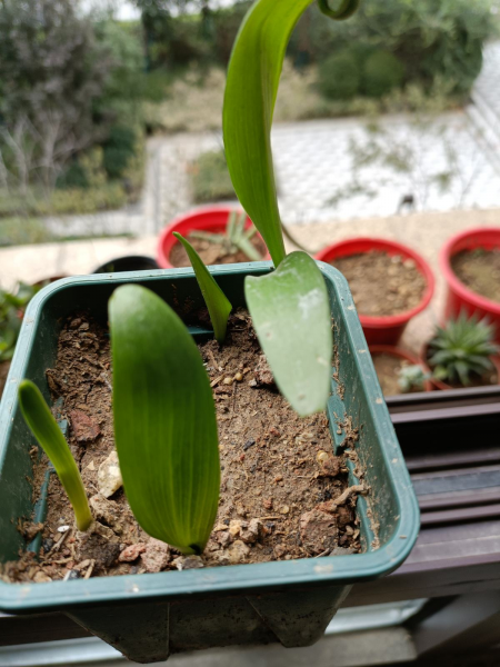 百合花如何栽培