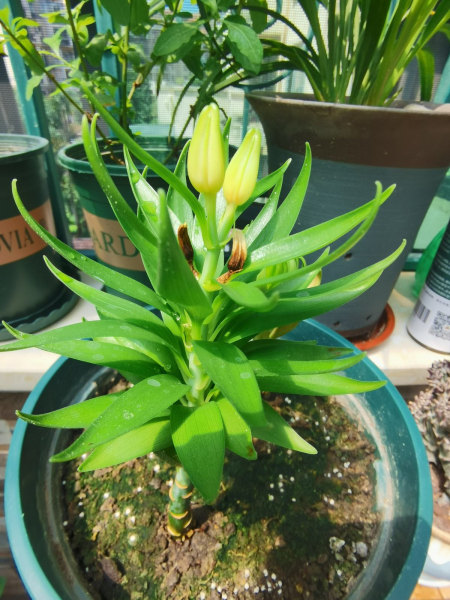 百合花如何栽培