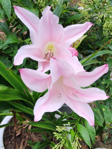 百合花如何栽培
