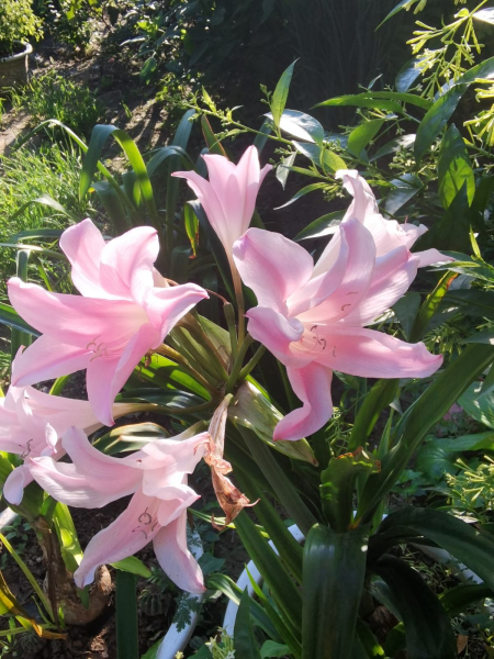 百合花如何栽培