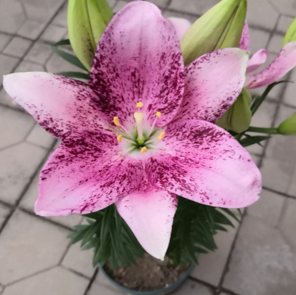 百合花如何栽培