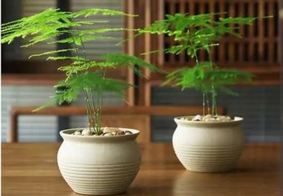 文竹盆景怎么养 室内养文竹的注意事项