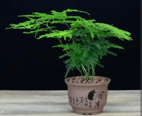 文竹盆景怎么养