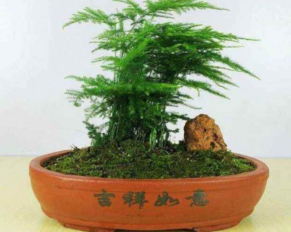 文竹盆景怎么养