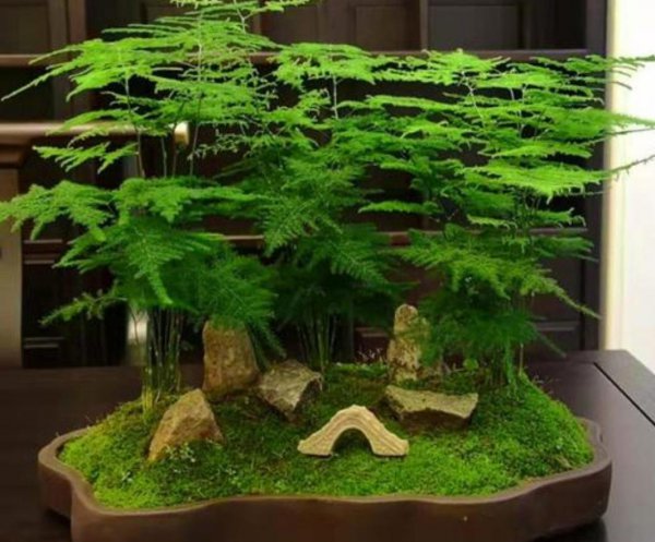 文竹盆景怎么养