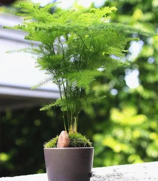 文竹盆景怎么养