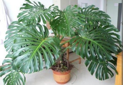 常见绿植盆栽有哪些 室内常用绿植推荐