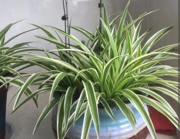 常见绿植盆栽有哪些