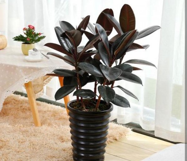 常见绿植盆栽有哪些