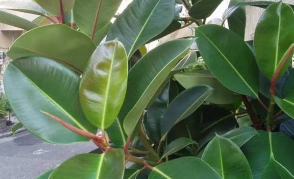 常见绿植盆栽有哪些