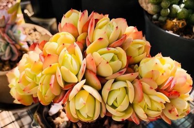 好看的多肉植物图片 公认最美的多肉介绍