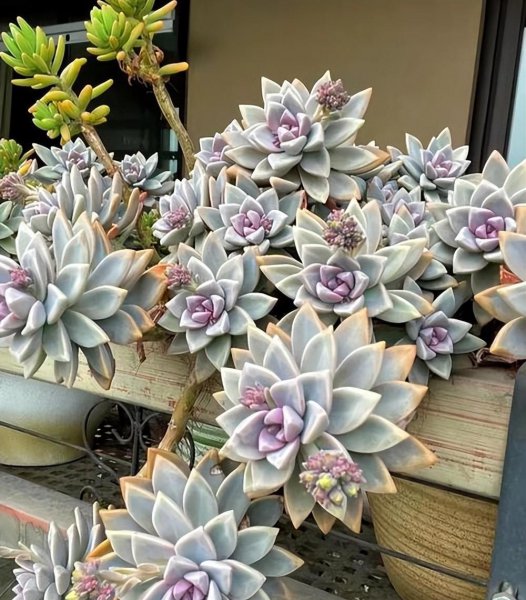 好看的多肉植物图片