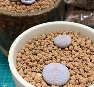 多肉植物用什么土养 详解养多肉的简单方式