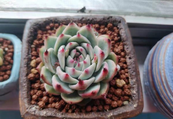 多肉植物用什么土养
