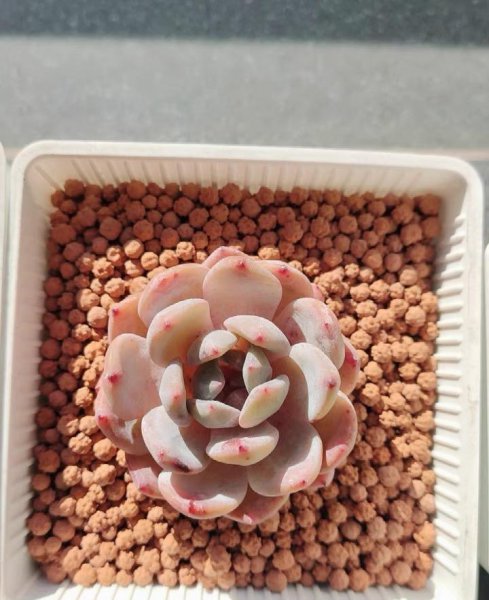 多肉植物用什么土养