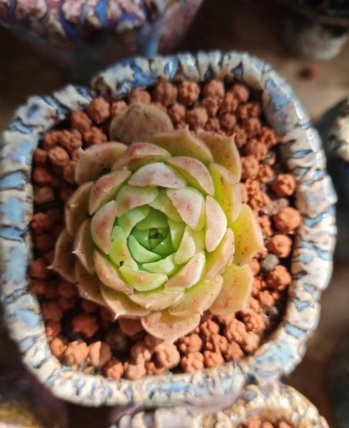 多肉植物用什么土养