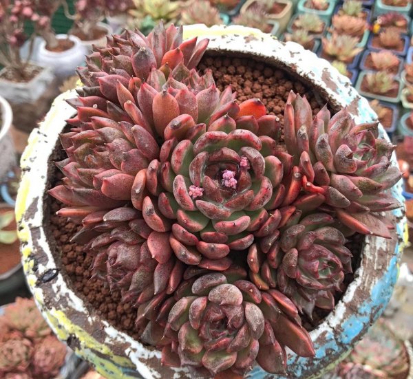 多肉植物用什么土养