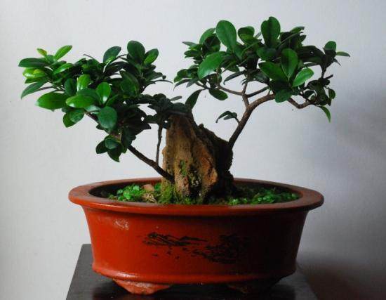 榕树盆景怎么修剪