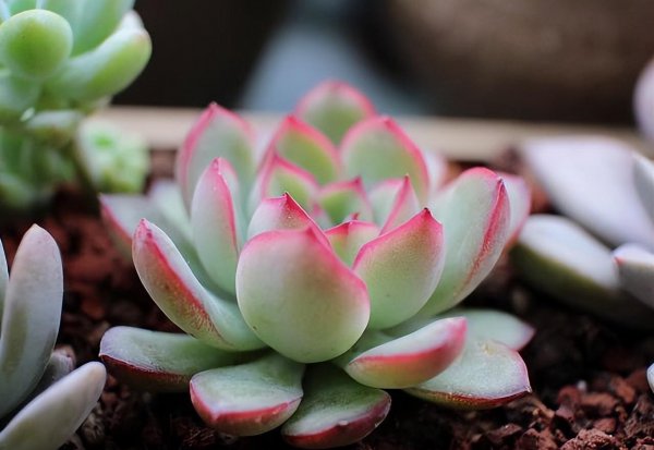 十大最漂亮的多肉植物排名