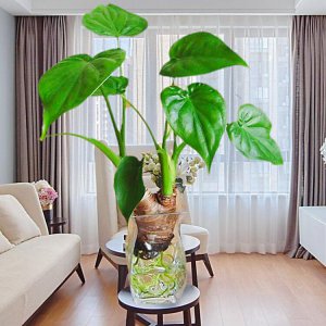 室内盆景植物有哪些 盘点五种适合室内养的植物