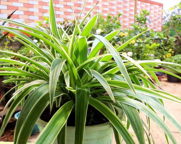 室内盆景植物有哪些