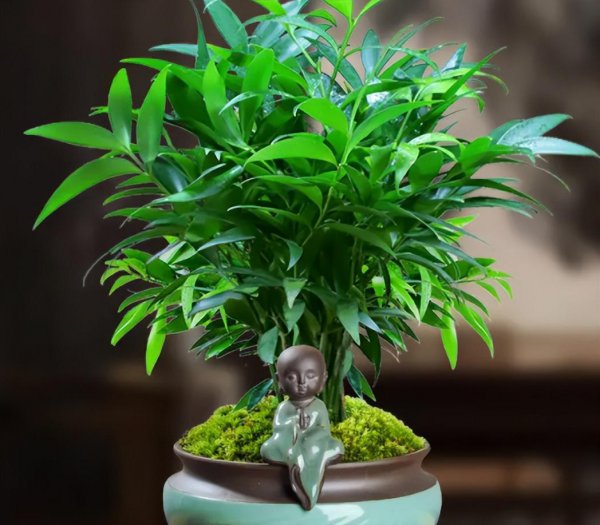 室内盆景植物有哪些