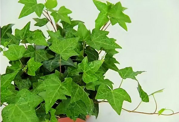 室内盆景植物有哪些