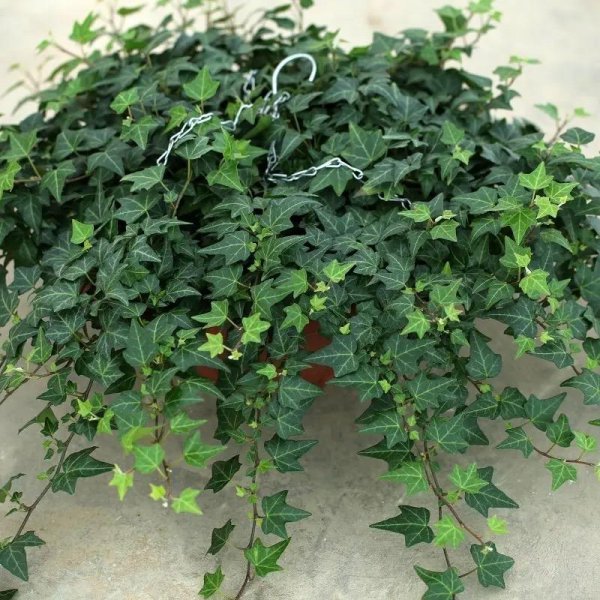 室内盆景植物有哪些