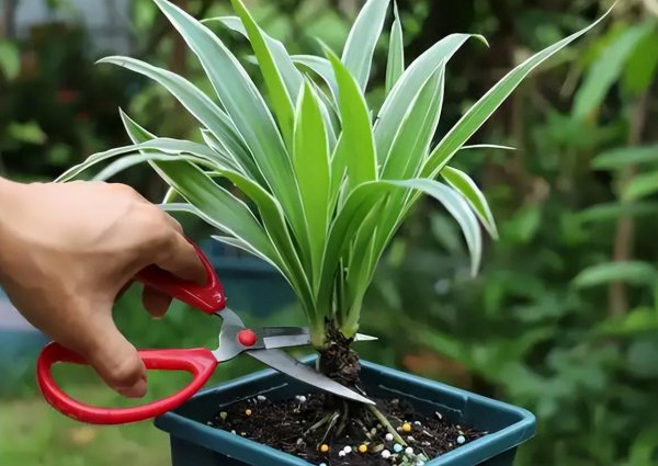 室内盆景植物有哪些