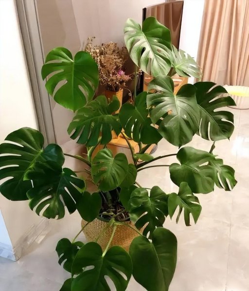 室内盆景植物有哪些