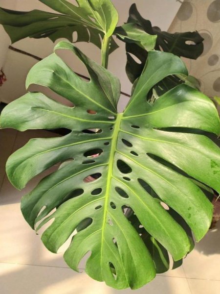 室内盆景植物有哪些