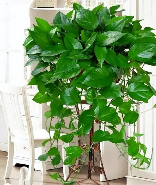 室内盆景植物有哪些