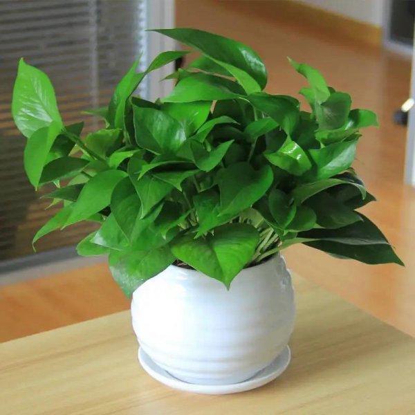 室内盆景植物有哪些